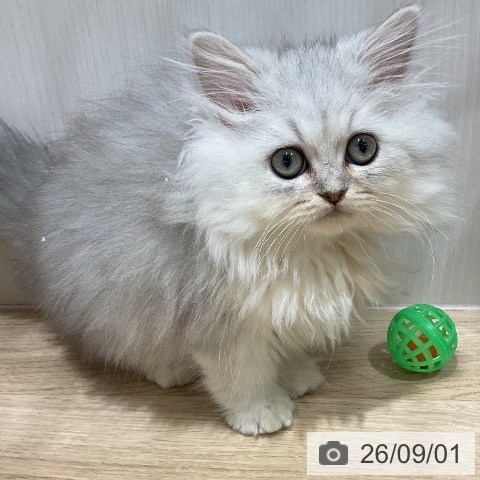 ペルシャの写真