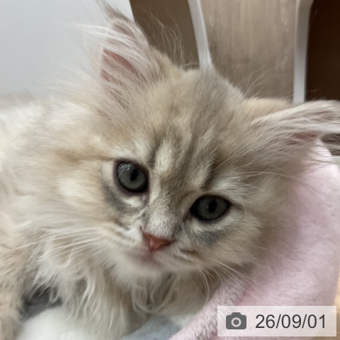ペルシャの写真