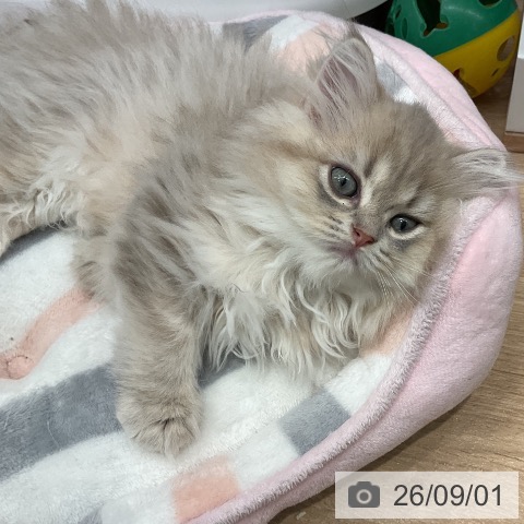 ペルシャの写真