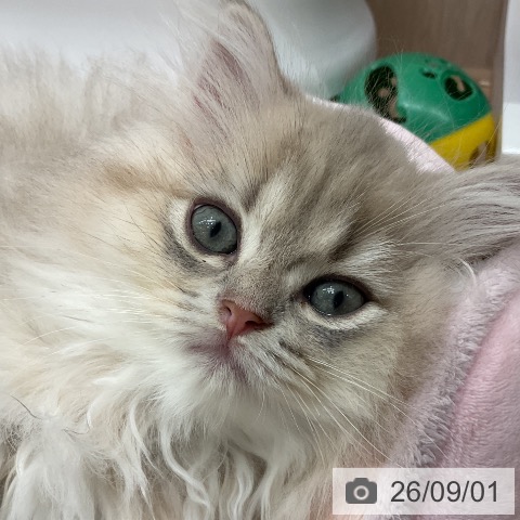 ペルシャの写真