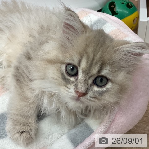 ペルシャの写真