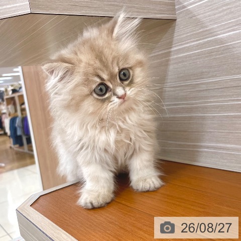 ペルシャの写真