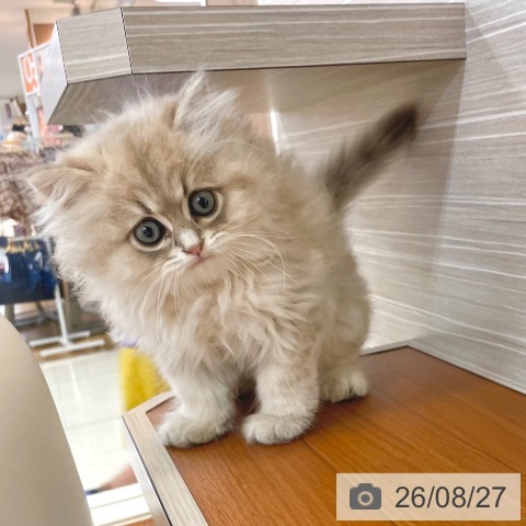 ペルシャの写真