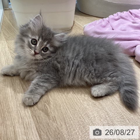 サイベリアンの写真