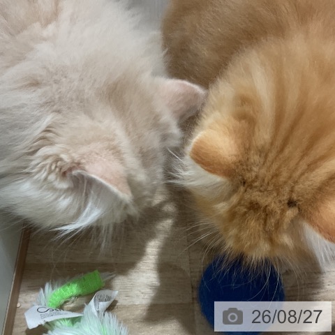 ラガマフィンの写真