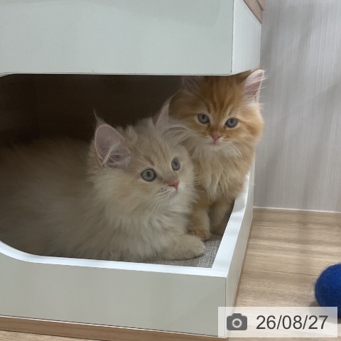 ラガマフィンの写真