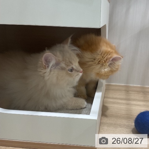 ラガマフィンの写真