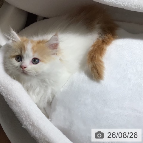 ラガマフィンの写真