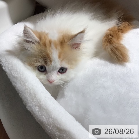 ラガマフィンの写真