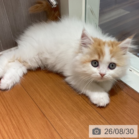 埼玉県のラガマフィン (ペットプラス イオンモール春日部店/2026年6月25日生まれ/女の子/レッドタビーホワイト)の子猫の4枚目の画像