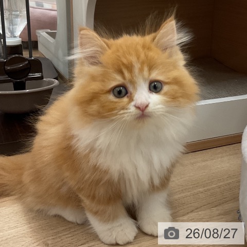 サイベリアンの写真