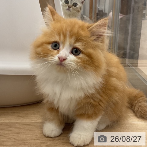 サイベリアンの写真