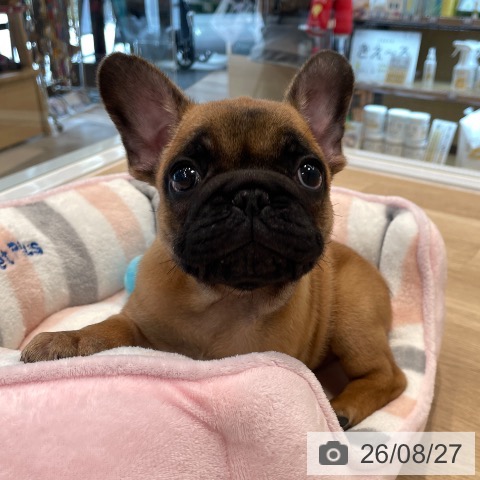 フレンチ・ブルドッグの写真