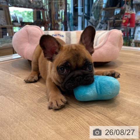 フレンチ・ブルドッグの写真