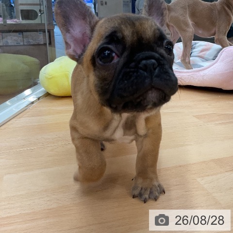 フレンチ・ブルドッグの写真