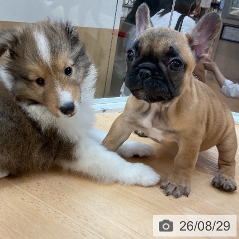 フレンチ・ブルドッグの写真