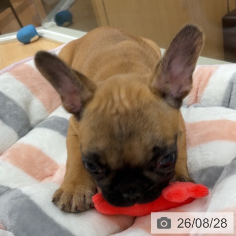 フレンチ・ブルドッグの写真
