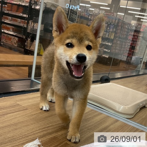 東京都の柴犬(標準サイズ) (ペッツワン 青梅インター店/2026年6月20日生まれ/男の子/赤)の子犬の4枚目の画像