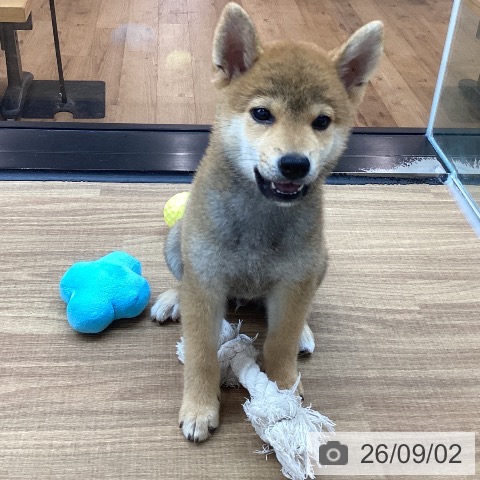 東京都の柴犬(標準サイズ) (ペッツワン 青梅インター店/2026年6月20日生まれ/男の子/赤)の子犬の3枚目の画像