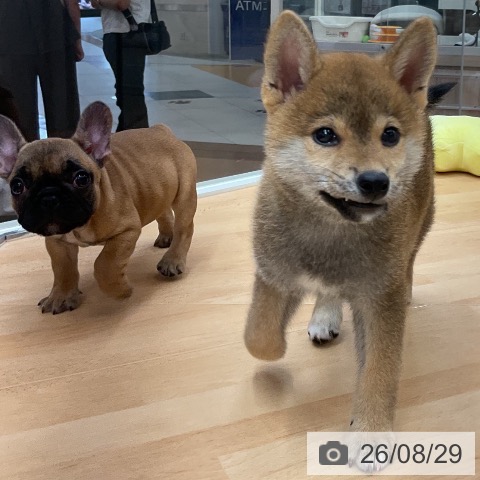 柴の写真