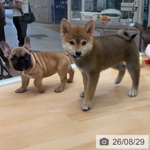 柴の写真