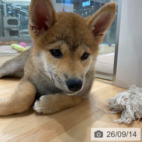 埼玉県の柴犬(標準サイズ) (ペットプラス 浦和美園店/2026年6月20日生まれ/女の子/赤)の子犬の4枚目の画像