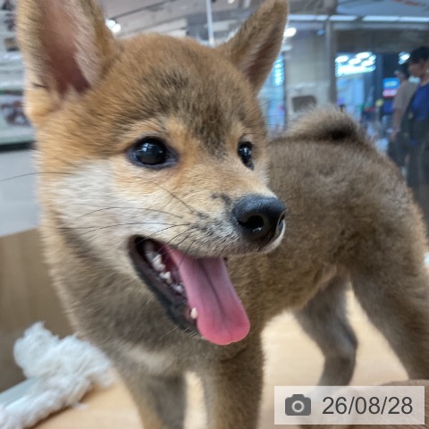 柴の写真