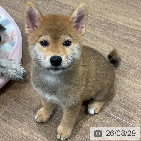 柴の写真