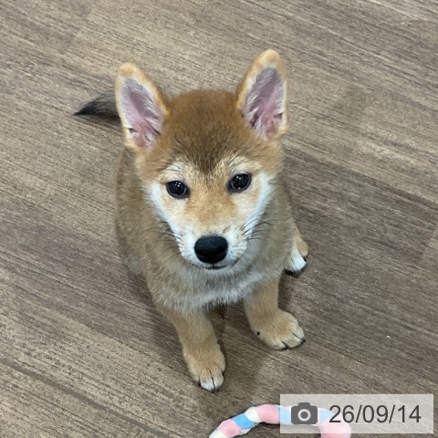 神奈川県の柴犬(標準サイズ) (ペッツワン 小田原店/2026年6月20日生まれ/女の子/赤)の子犬の4枚目の画像
