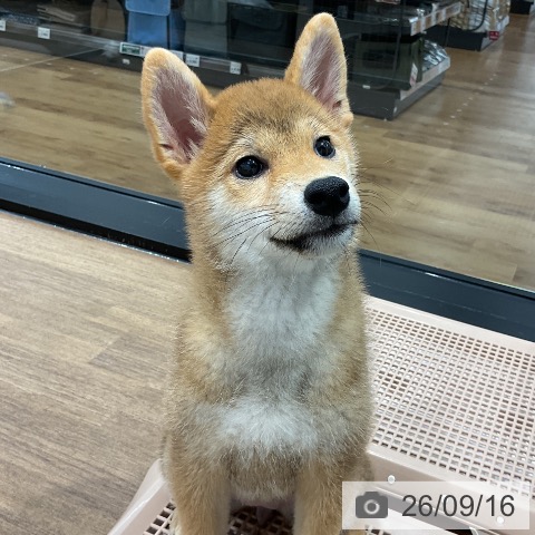 神奈川県の柴犬(標準サイズ) (ペッツワン 小田原店/2026年6月20日生まれ/女の子/赤)の子犬の3枚目の画像