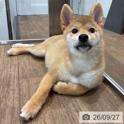 神奈川県の柴犬(標準サイズ) (ペッツワン 小田原店/2026年6月20日生まれ/女の子/赤)の子犬の3枚目の画像