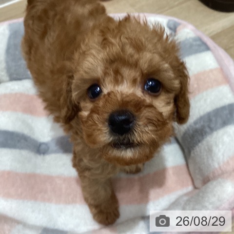 宮城県のトイプードル(トイ) (ペットプラス 仙台泉大沢店/2026年6月23日生まれ/男の子/アプリコット)の子犬の4枚目の画像