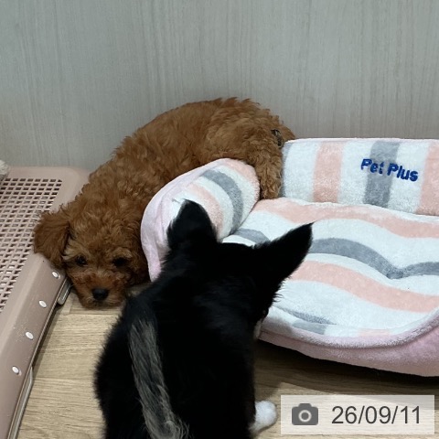 宮城県のトイプードル(トイ) (ペットプラス 仙台泉大沢店/2026年6月23日生まれ/男の子/アプリコット)の子犬の4枚目の画像