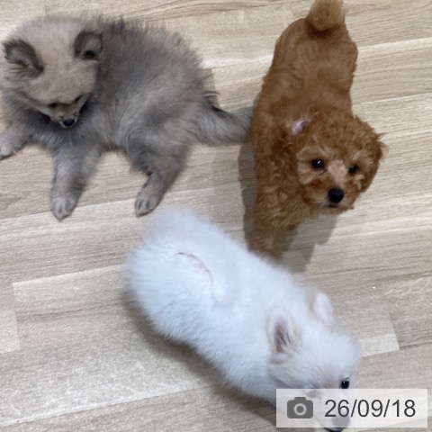 宮城県のトイプードル(トイ) (ペットプラス 仙台泉大沢店/2026年6月23日生まれ/男の子/アプリコット)の子犬の4枚目の画像
