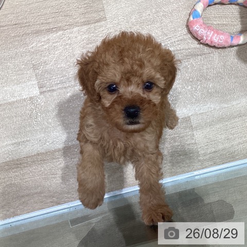 宮城県のトイプードル(トイ) (ペットプラス 仙台泉大沢店/2026年6月23日生まれ/男の子/アプリコット)の子犬の4枚目の画像