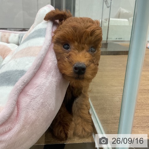 埼玉県のトイプードル(トイ) (ペッツワン 吉川美南店/2026年6月23日生まれ/女の子/レッド)の子犬の4枚目の画像