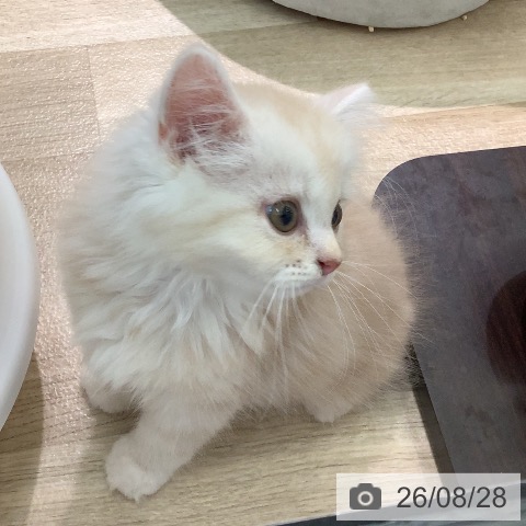 ラガマフィンの写真