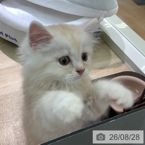 ラガマフィンの写真