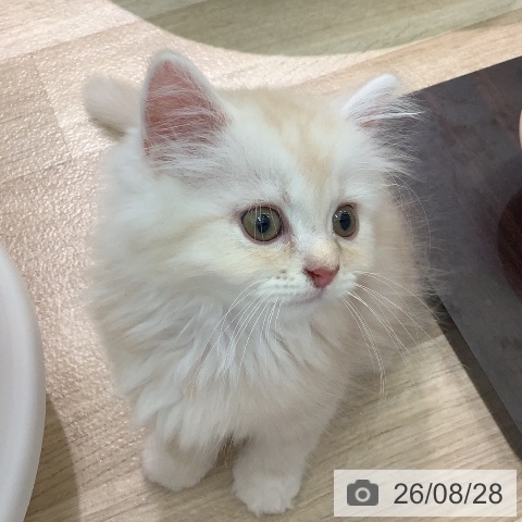 ラガマフィンの写真