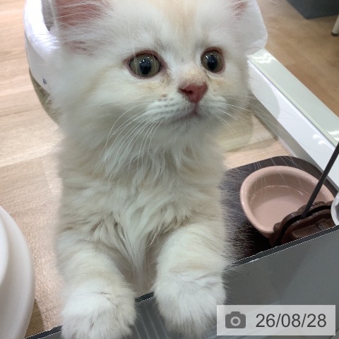 ラガマフィンの写真