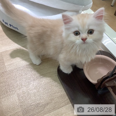 ラガマフィンの写真