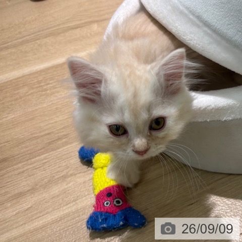 宮崎県のラガマフィン (ペットプラス 宮崎店/2026年6月26日生まれ/男の子/クリームタビー)の子猫の4枚目の画像