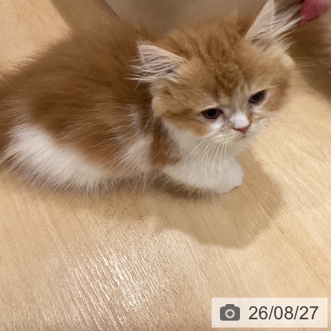マンチカンの写真