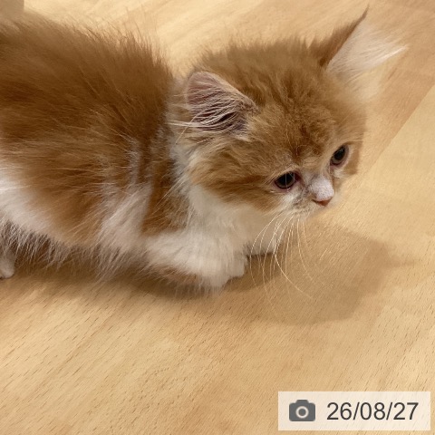 マンチカンの写真