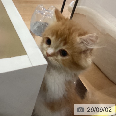 岡山県のマンチカン (ペットプラス 岡山店/2026年6月25日生まれ/男の子/レッドタビーホワイト)の子猫の3枚目の画像