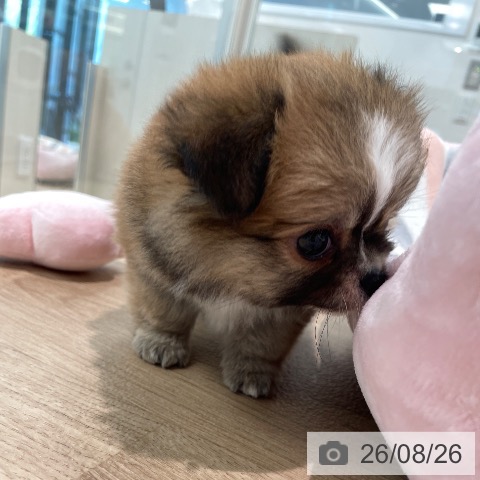 チワワの写真