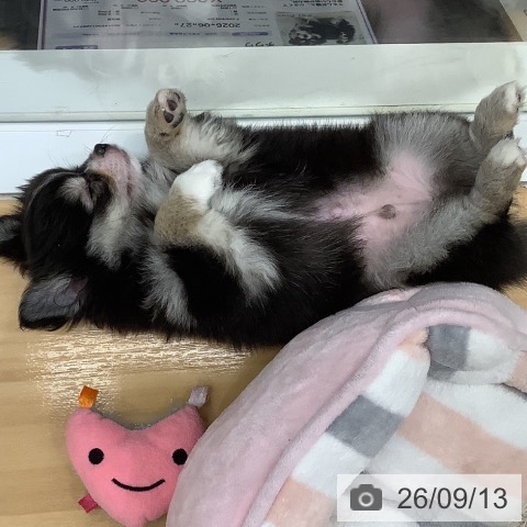 長野県のチワワ(ロング) (ペットプラス 松本店/2026年6月27日生まれ/男の子/ブラックタンホワイト)の子犬の3枚目の画像