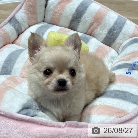 チワワの写真