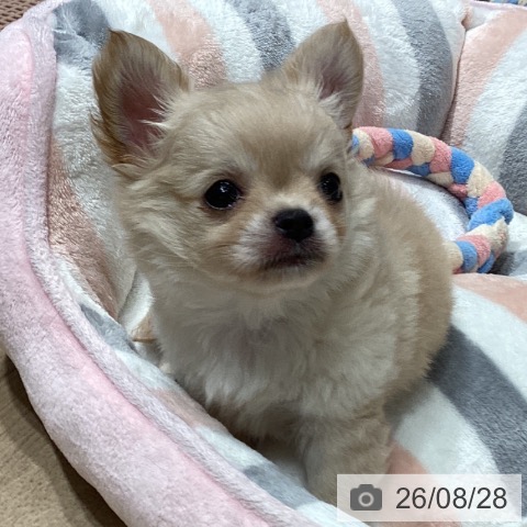 埼玉県のチワワ(ロング) (ペットプラス ピオニウォーク東松山店/2026年6月26日生まれ/男の子/クリームホワイト)の子犬の4枚目の画像