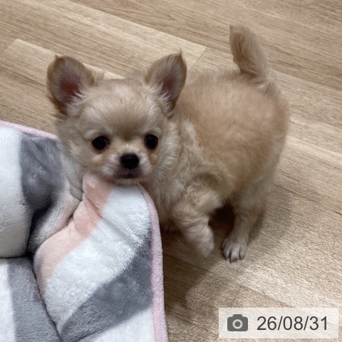 埼玉県のチワワ(ロング) (ペットプラス ピオニウォーク東松山店/2026年6月26日生まれ/男の子/クリームホワイト)の子犬の3枚目の画像
